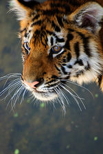 Tiger_02.jpg